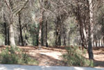 Turno protezione civile (forestale-occhiobianco)
