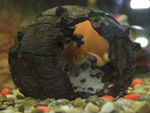 Il mio acquario
